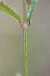 Fringed meadowbeauty